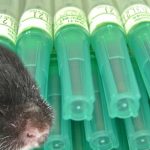 Maus im Labor vor Spritzen