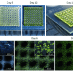 Algen aus dem 3D-Drucker