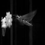 Tabakschwärmer (Manduca sexta)