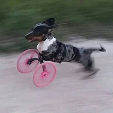 3D-Rollwagen für Hund