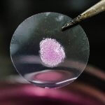 Lebergewebe aus dem 3D-Drucker