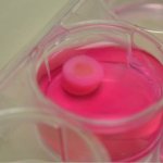 Knorpel aus dem 3D-Drucker