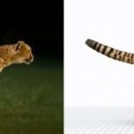 3D-Figur aus Video ermittelnt