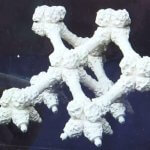 Korallenriff Bonaire