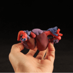 3D-Modell der Herzen