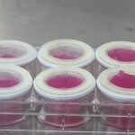 Haarfollikel als 3D-Zellkulturen