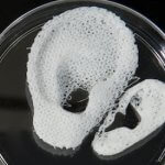 3D-gedruckte Organe