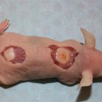 implantierter Knorpel in einer Maus