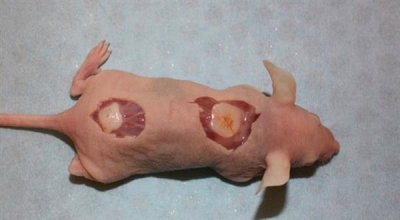 implantierter Knorpel in einer Maus