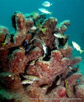 Korallenriff Modell aus dem 3D-Drucker