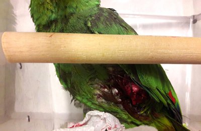 Fuchs greift Papagei an