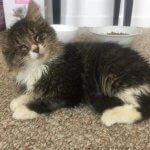 Maine Coon-Kater mit Mobilitätsproblemen