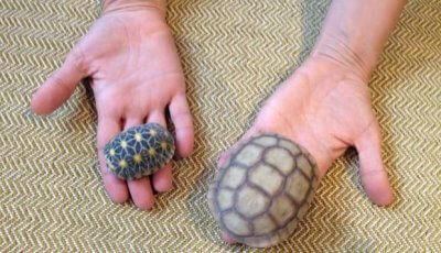 Landschildkröte und Wüstenschildkröte im Vergleich.
