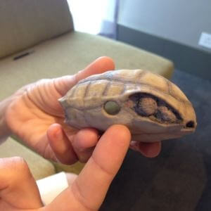 Schildkröten-Replik aus dem 3D-Drucker. (Bild © Hardshell Labs)