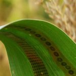 Tattoosensoren dank 3D-Druck