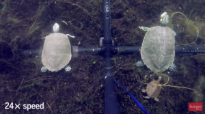 Repliken von Schildkröten