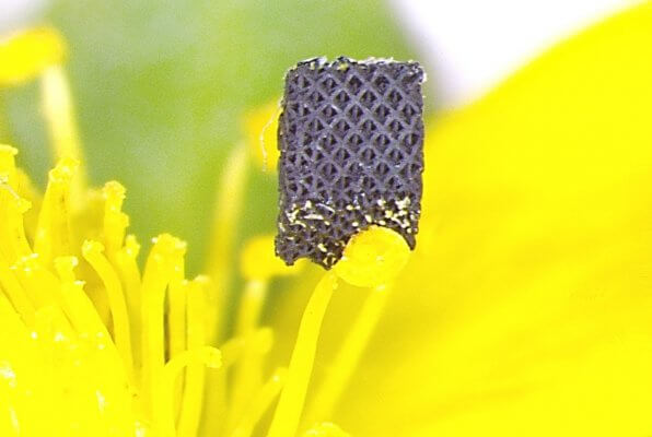 Graphenoktett auf Erdbeerblüte