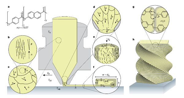 Darstellung von 3D-Druck hierarchischer, thermotroper LCPs mit Fused Deposition Modeling