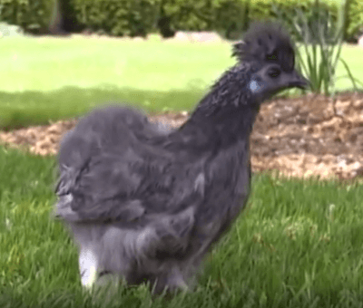 Blue bei ihren ersten Gehversuchen mit der 3D-gedruckten Beinprothese