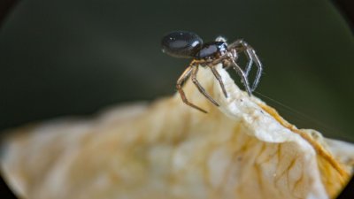 Makrofotografie einer Spinne
