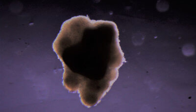 3D-Druck-Fleisch in der Entstehung