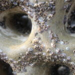 3D-gedruckte Platte mit Organismen