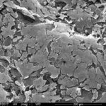 Zellen bilden sich auf Strukturen aus dem 3D-Drucker