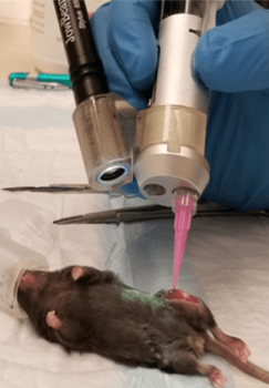 Handheld-Bioprinter an Maus (Test)