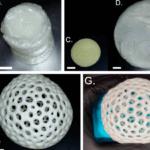 Modelle vor und nach dem 3D-Druck