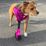 Hund mit Vollgliedprothese