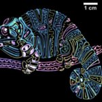 Bild eines Chamäleons