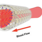 3D-gedrucktes Blutgefäß und Blutfluss