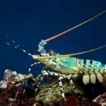 Hummer im Wasser