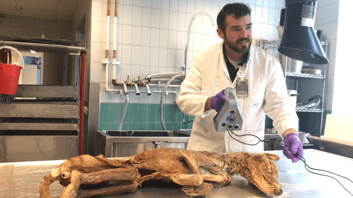 Forscher mit Scanner vor Beutelwolf-Probe