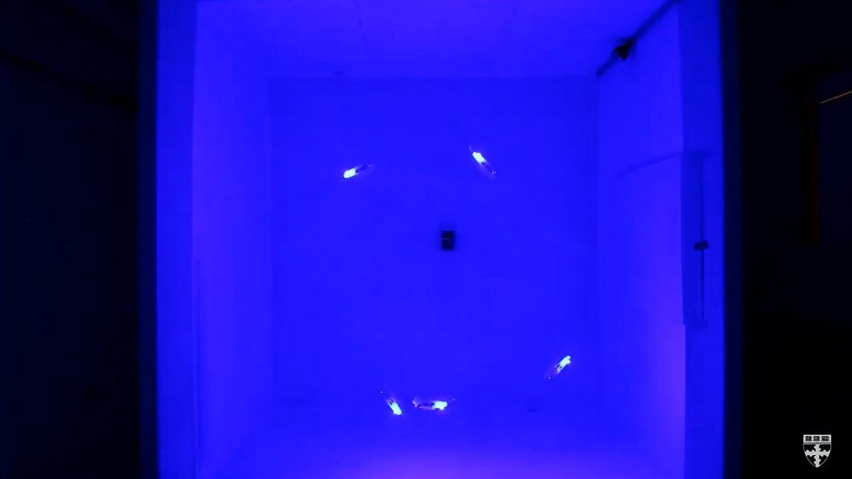 Bluebots Fish Bluebots: 3D-gedruckte Roboterfische synchronisieren ihre Bewegungen