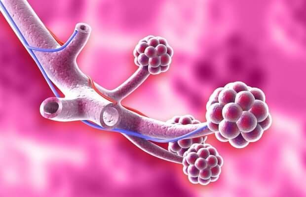 3D-Modell der Alveolen