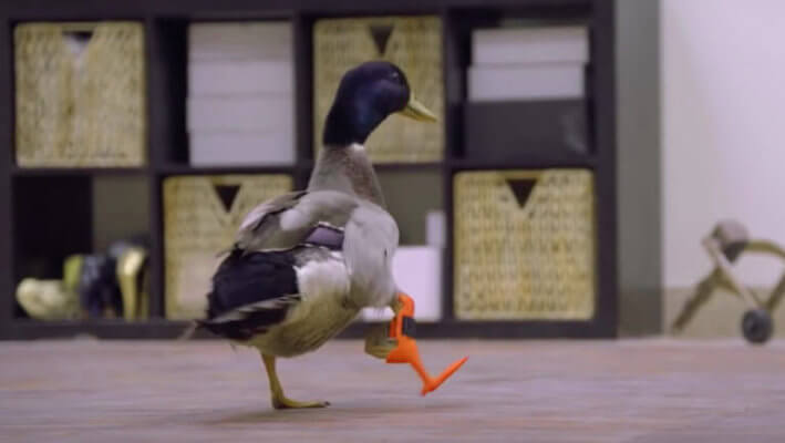 Ente Waddles läuft mit Prothese