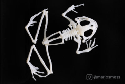 Skelett von Archey Frosch, heimisch in Neuseeland