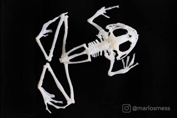 Skelett von Archey Frosch, heimisch in Neuseeland