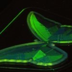 3D-gedruckter Schmetterling