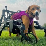 Hannah in ihrem 3D-gedruckten K9-Quadwagen