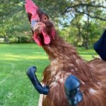 3D-gedruckte Boxhandschuhe für den Hahn