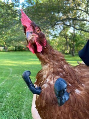 3D-gedruckte Boxhandschuhe für den Hahn