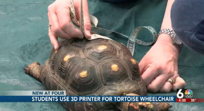 Schildkröte Shelly wird vermessen