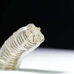 3D-gedruckter Roboter aus Biogelen