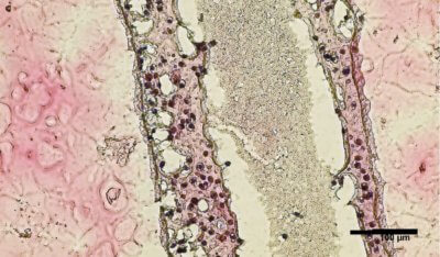 Querschnitt eines Hodens in röhrenförmiger Struktur