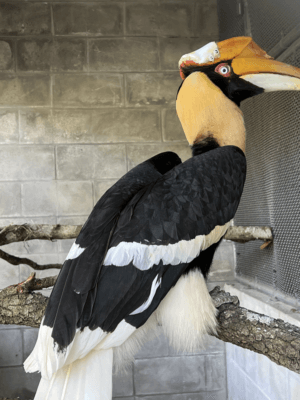 Crescent 24 h nach der OP