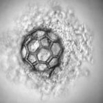3D-gedrucktes Gewebe unterm Mikroskop