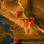 mikroskopische Aufnahme eines bei Cornell entwickelten Biohybrid-Verbundmaterials