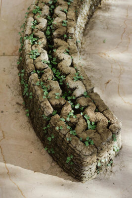 Bogen, aus dem erste Pflanzen wachsen